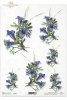niebieskie, dzwonki, kwiat, kwiaty, kwiatki, ogród, łąka, R166, blue, bells, bouquets, summer, bouquet, flower,  flowers, meadow, garden, Blumen, Garten, Kleine Glockenblumen Zarte kleine Blumen in bescheidenen Sträußen